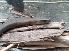 Cyclodomorphus casuarinae