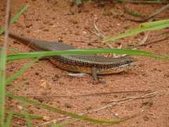 Trachylepis perrotetii