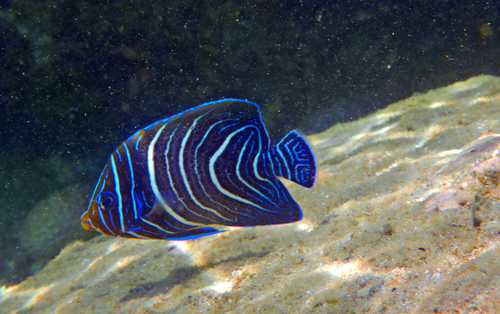Semicircle Angelfish