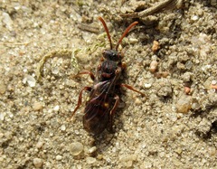 Nomada alboguttata
