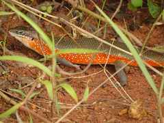 Trachylepis perrotetii