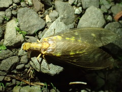 Protohermes grandis