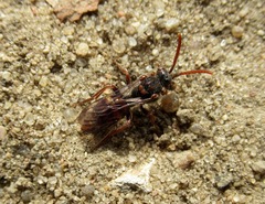 Nomada alboguttata