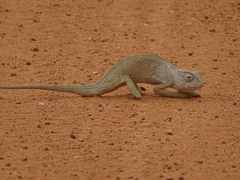 Chamaeleo senegalensis