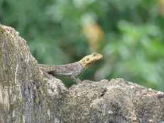 Reptilia