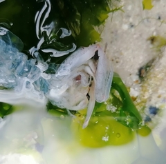 Pterygosquilla capensis