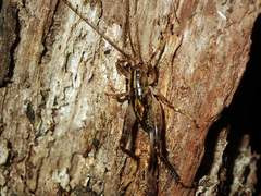 Talitropsis