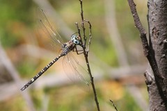 Austroaeschna parvistigma