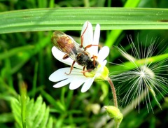 Nomada armata