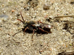Nomada flavoguttata