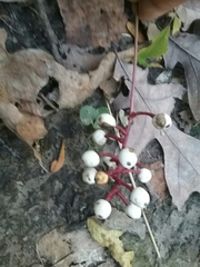 Actaea pachypoda pachypoda