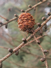Larix decidua