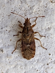 Orsillus depressus