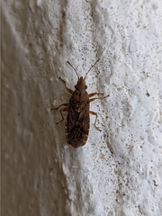 Orsillus depressus