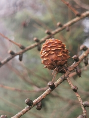 Larix decidua