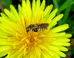 Nomada goodeniana