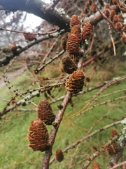 Larix decidua