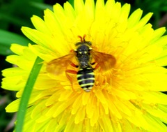 Nomada goodeniana