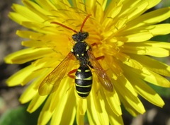 Nomada goodeniana