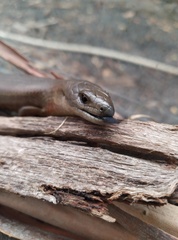 Cyclodomorphus casuarinae