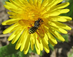 Nomada goodeniana