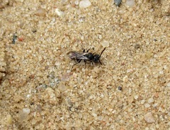 Nomada integra