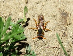 Nomada lathburiana