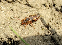 Nomada lathburiana