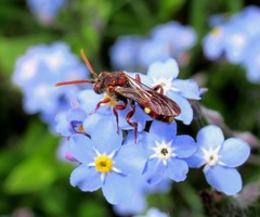 Nomada panzeri