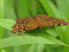 Junonia chorimene
