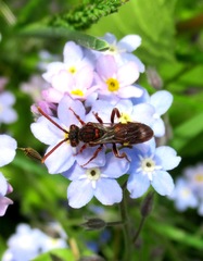 Nomada panzeri