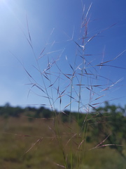 Aristida scabrivalvis