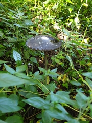 Coprinus spadiceisporus