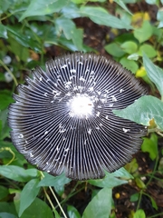 Coprinus spadiceisporus