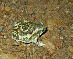 Uperodon systoma
