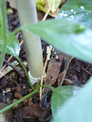 Coprinus spadiceisporus