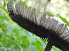 Coprinus spadiceisporus