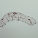 Chaetogaster - Photo (c) Marco Spiller,  זכויות יוצרים חלקיות (CC BY-NC-SA)