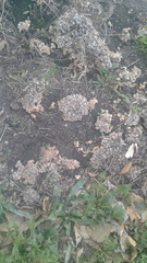 Coprinellus