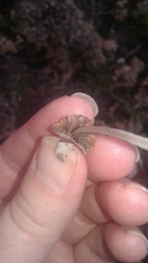 Coprinellus