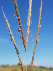 Andropogon chinensis