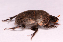 Hamonthophagus depressus