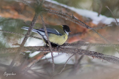 Parus major