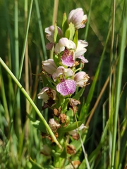 Brachycorythis conica transvaalensis