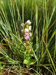 Brachycorythis conica transvaalensis