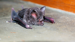Hipposideros speoris