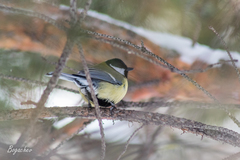 Parus major
