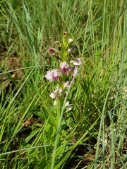 Brachycorythis conica transvaalensis
