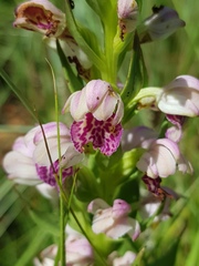 Brachycorythis conica transvaalensis