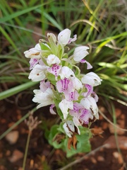 Brachycorythis conica transvaalensis